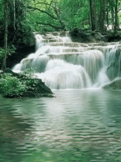 Waterfall in Green Forest.gif